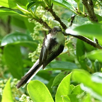Long-tailed Tit 三島池(滋賀県米原市) Wed, 5/26/2021