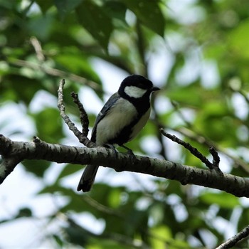 Japanese Tit 三島池(滋賀県米原市) Wed, 5/26/2021