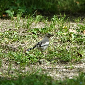 White Wagtail 三島池(滋賀県米原市) Wed, 5/26/2021