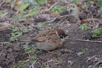 Eurasian Tree Sparrow Hibiya Park Sat, 3/11/2017