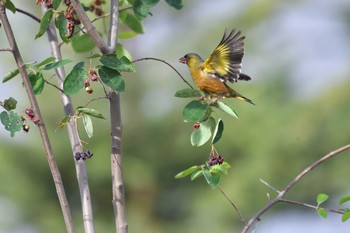 2021年5月28日(金) 長浜公園の野鳥観察記録