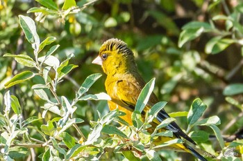 Grey-capped Greenfinch 遠賀川河口堰 Sat, 4/3/2021