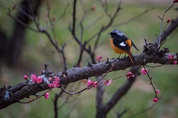 ジョウビタキ 古室山 2017年3月11日(土)