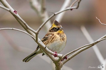 Yellow-throated Bunting 北九州市門司区白野江植物公園 Sun, 3/7/2021