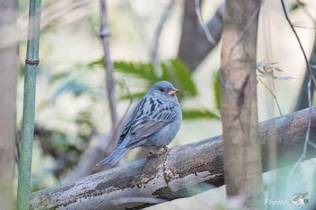 Grey Bunting 北九州市八幡西区瀬板の森公園 Sat, 3/13/2021