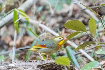 Red-billed Leiothrix 北九州市八幡西区瀬板の森 Sat, 3/13/2021