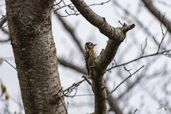 Japanese Pygmy Woodpecker 北九州市門司区白野江植物公園 Sun, 3/7/2021