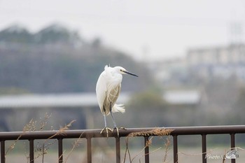 シロサギ 遠賀川河口堰 2021年3月13日(土)