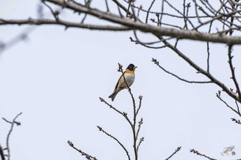 アトリ 北九州市門司区白野江植物公園 2021年3月7日(日)