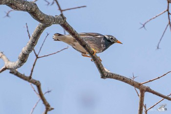 White-cheeked Starling 若松区 Sun, 2/7/2021