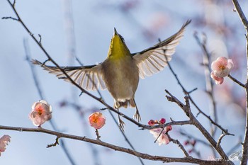 メジロ 鎮国寺 2021年1月31日(日)