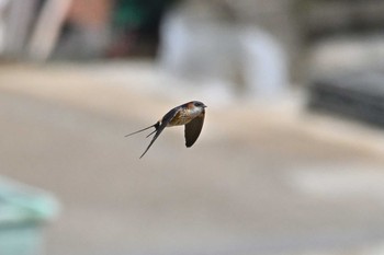 Red-rumped Swallow 神奈川県平塚市 Fri, 5/28/2021