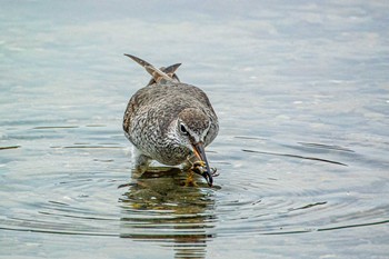 Grey-tailed Tattler 藤江海岸(兵庫県明石市) Tue, 5/11/2021