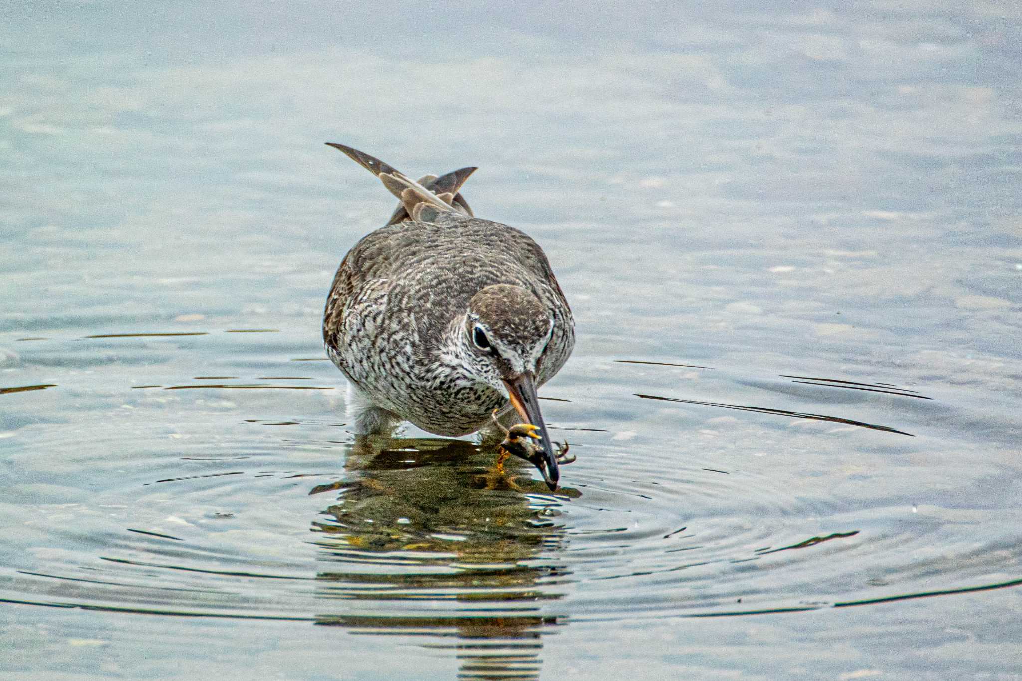 Photo of Grey-tailed Tattler at 藤江海岸(兵庫県明石市) by ときのたまお