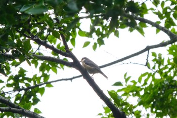 ヤマガラ 守谷野鳥のみち 2021年5月23日(日)