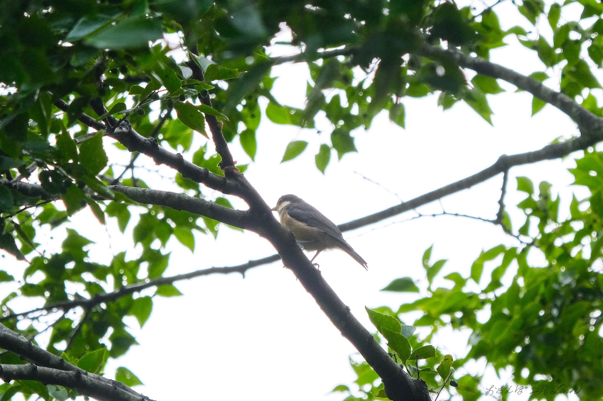 ヤマガラの幼鳥？