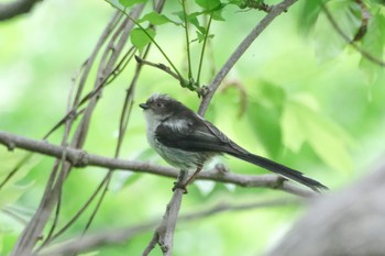 エナガ 守谷野鳥のみち 2021年5月13日(木)