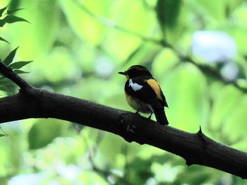 Narcissus Flycatcher 井頭公園 Fri, 5/28/2021