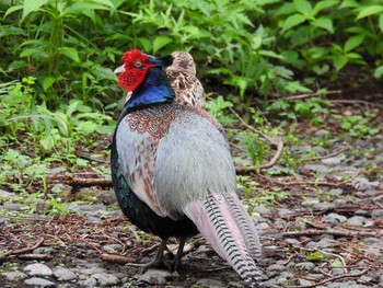 2021年5月28日(金) 神奈川県箱根ビジターセンターの野鳥観察記録