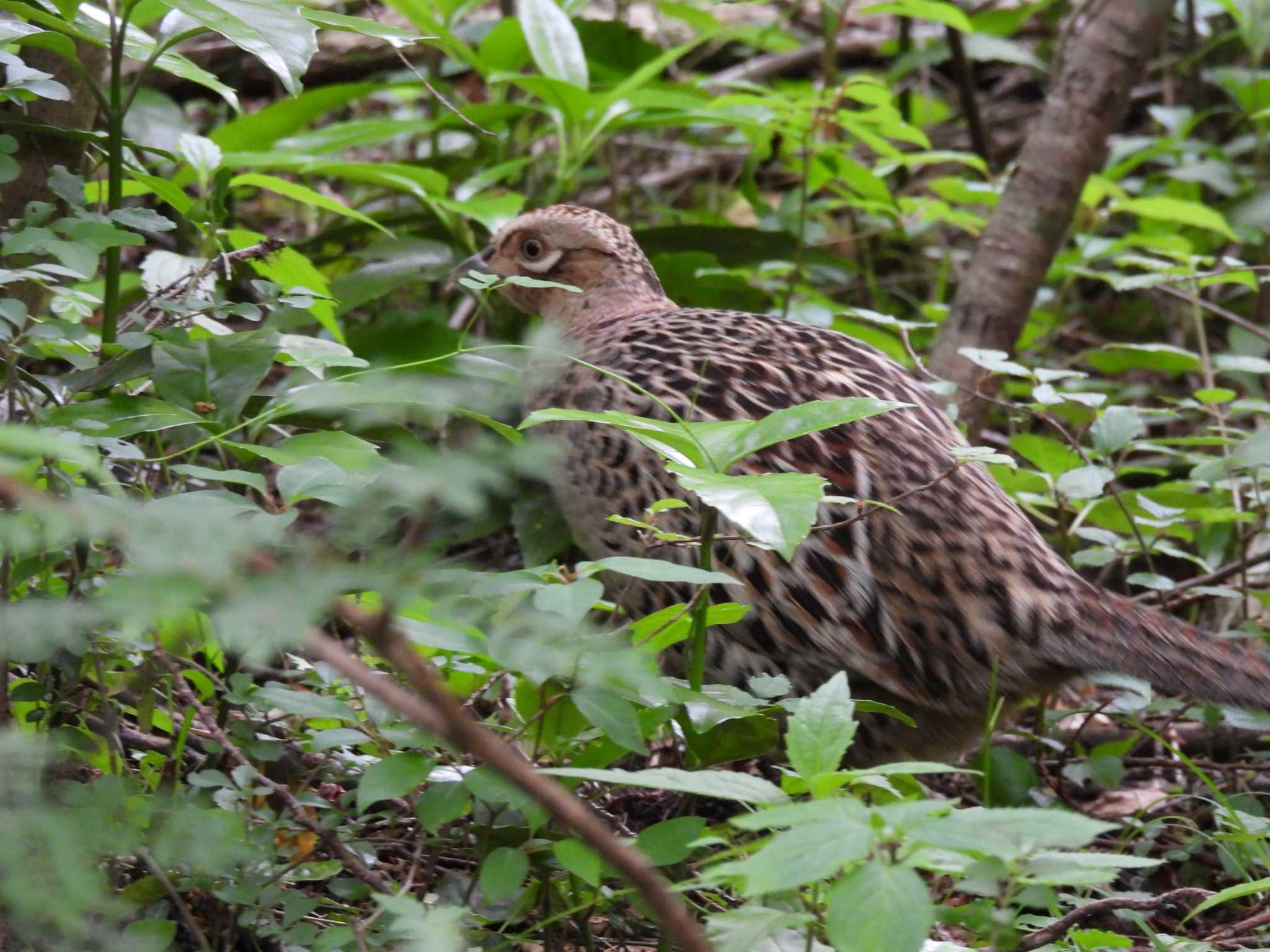 神奈川県箱根ビジターセンター キジの写真 by どら