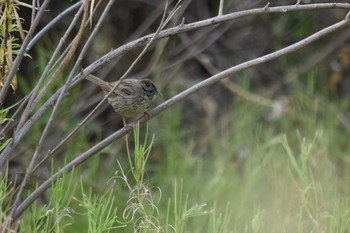 Lincoln's Sparrow mexico Mon, 4/26/2021