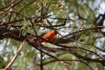 ナツフウキンチョウ mexico 2021年4月26日(月)