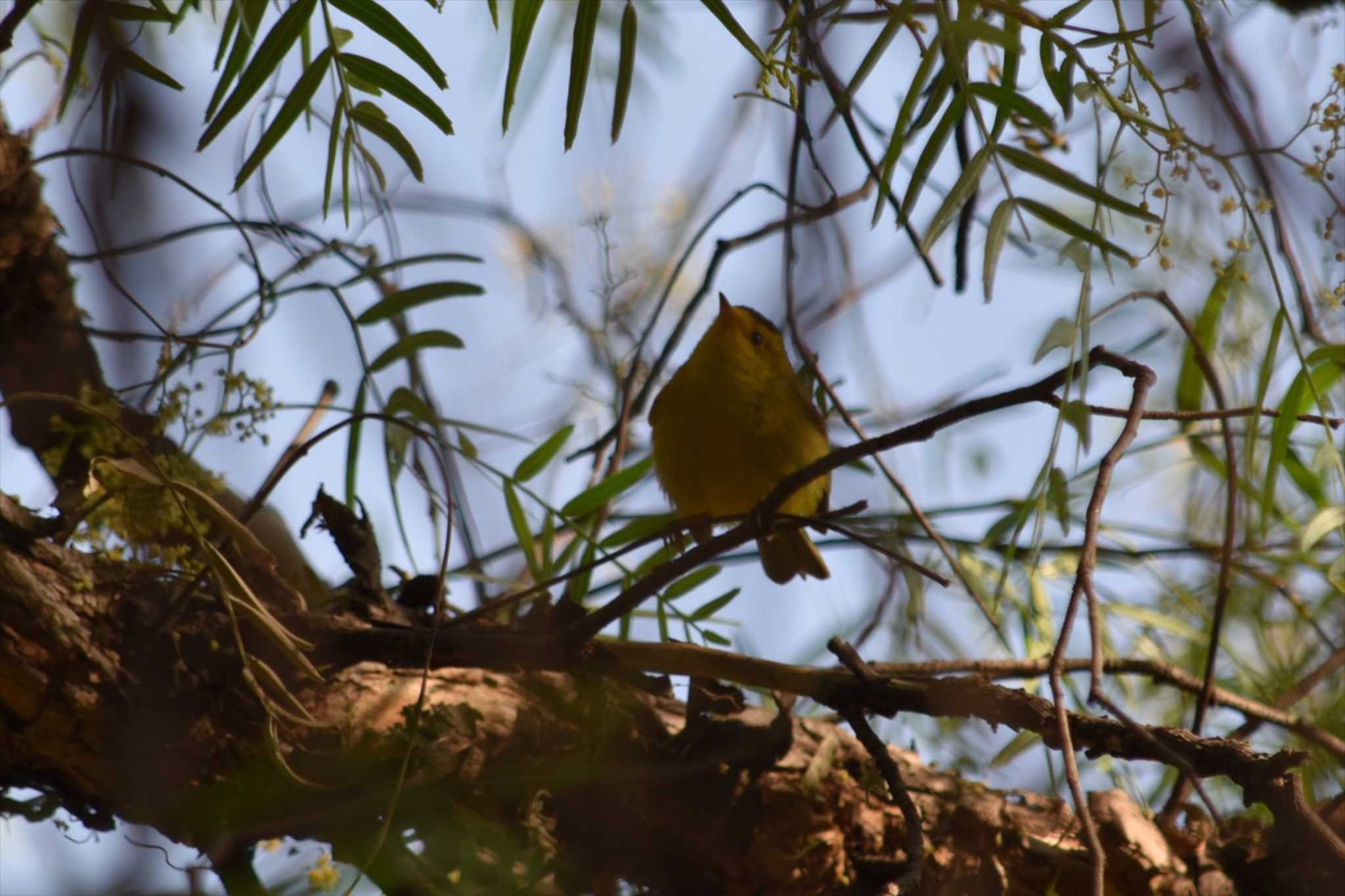 Photo of Wilson's Warbler at mexico by ヨシテル