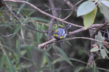 Myrtle Warbler mexico Mon, 4/26/2021