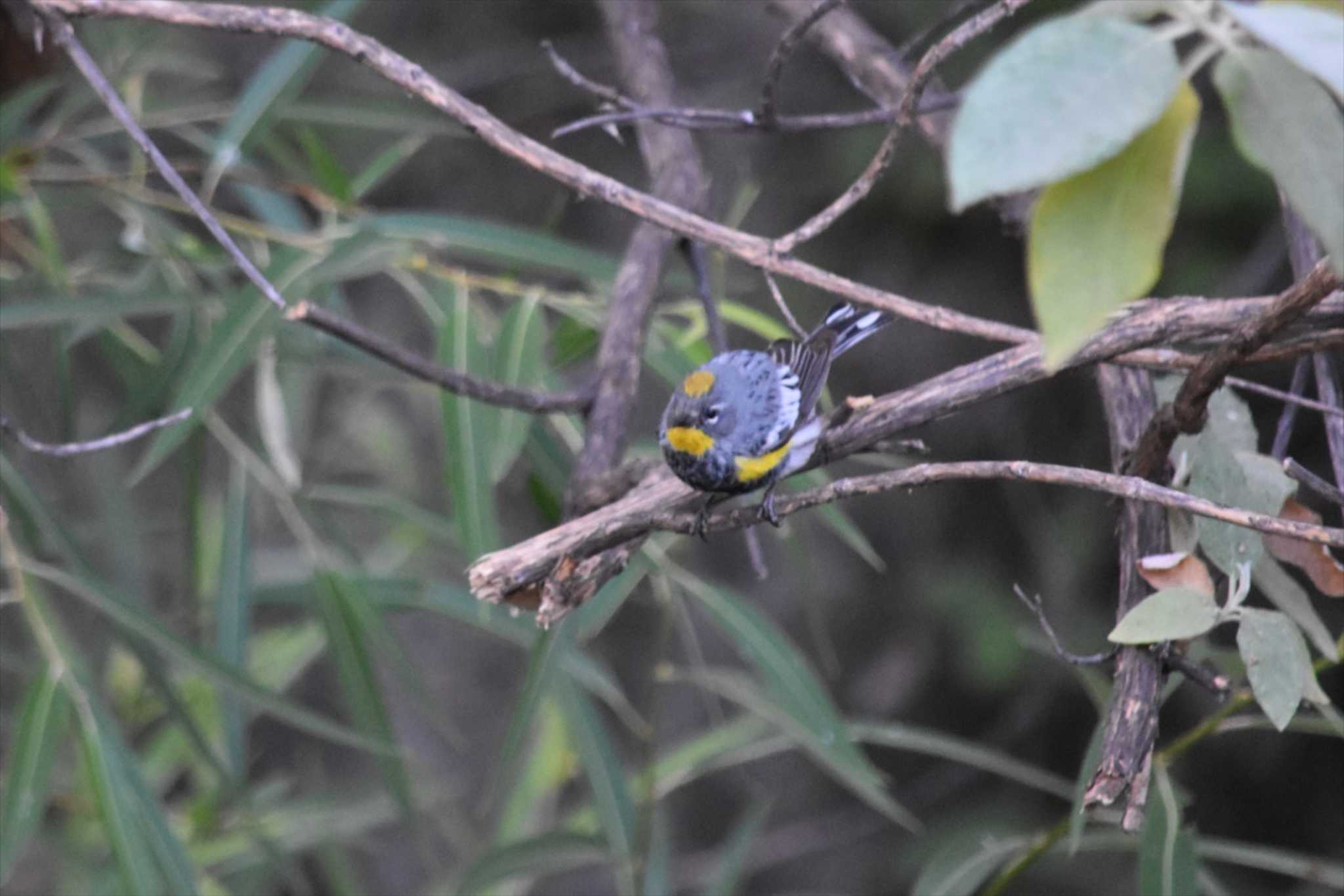 Photo of Myrtle Warbler at mexico by ヨシテル