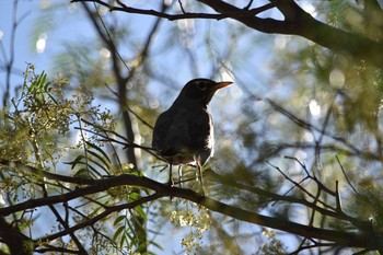 American Robin mexico Wed, 4/21/2021