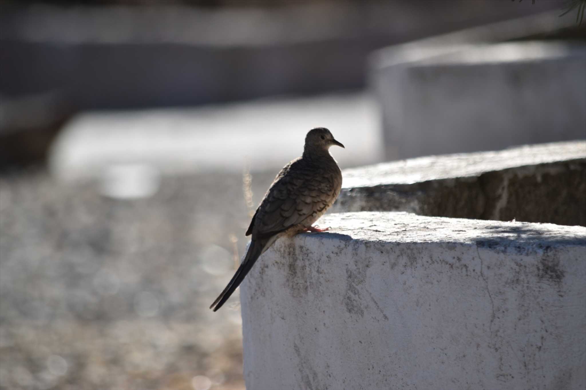 Photo of Inca Dove at mexico by ヨシテル