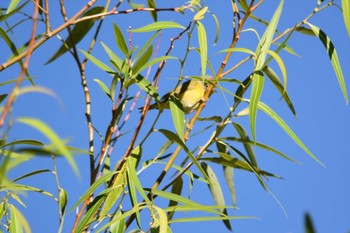 Nashville Warbler