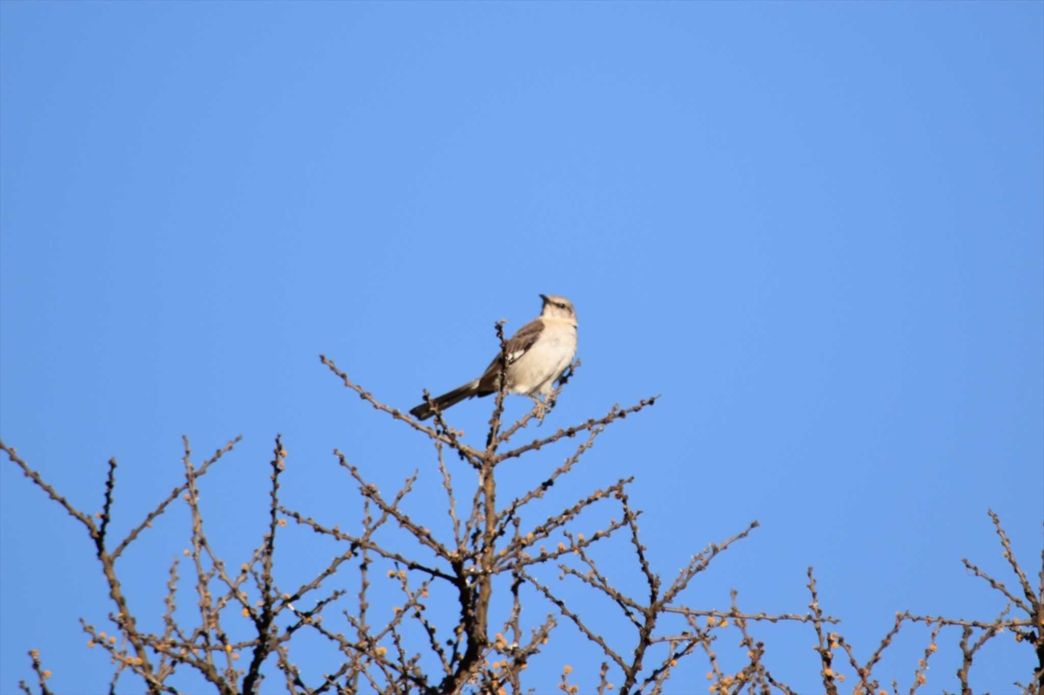 Photo of Northern Mockingbird at mexico by ヨシテル