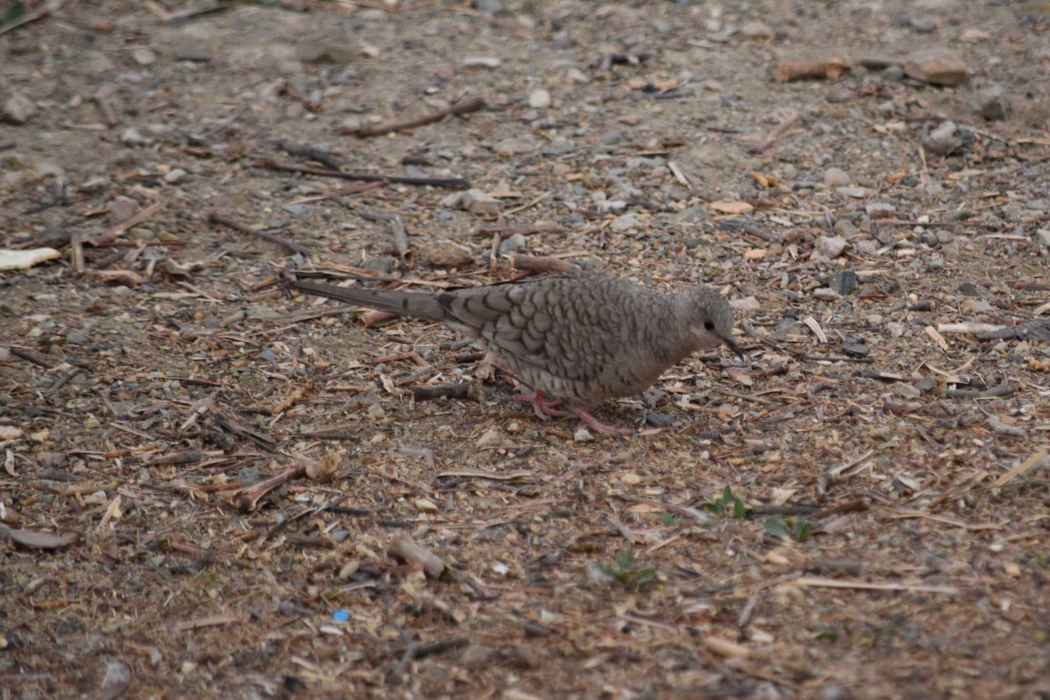 Photo of Inca Dove at mexico by ヨシテル