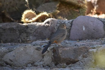 Canyon Towhee mexico Wed, 4/14/2021