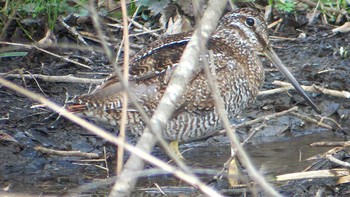 Solitary Snipe