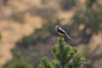 Northern Mockingbird mexico Wed, 4/14/2021