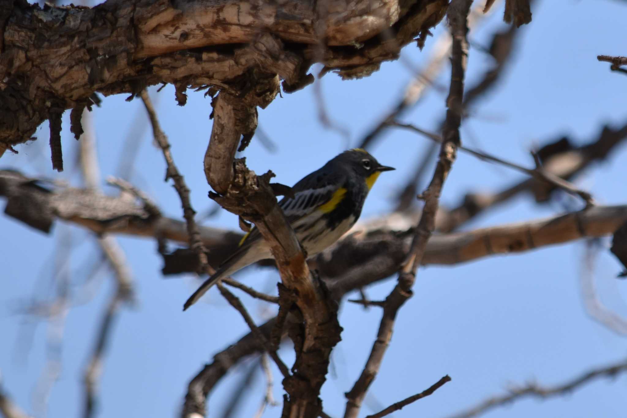 Photo of Myrtle Warbler at mexico by ヨシテル