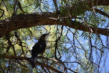 Great-tailed Grackle mexico Wed, 4/14/2021