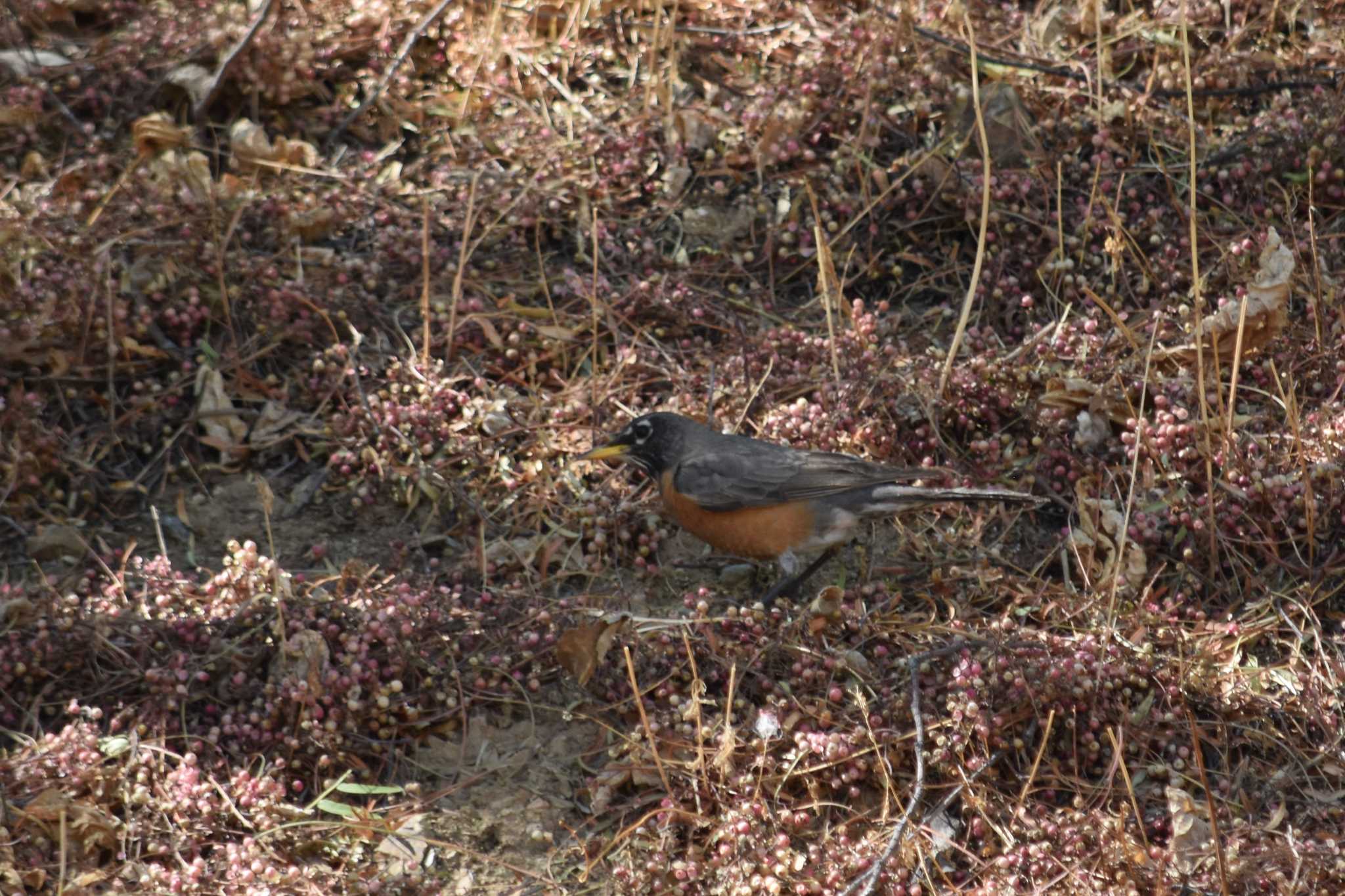 Photo of American Robin at mexico by ヨシテル