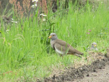 Grey-headed Lapwing 橿原市 Fri, 5/28/2021