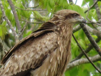 2021年5月27日(木) 七飯町　の野鳥観察記録