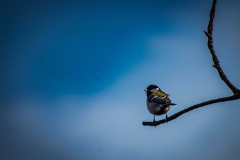 Japanese Tit Osaka castle park Sun, 3/12/2017