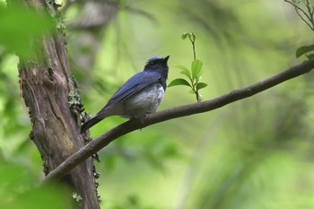 オオルリ 滋賀県 鎌掛谷ホンシャクナゲ群落 2021年5月28日(金)