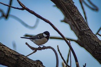 Japanese Tit Osaka castle park Sun, 3/12/2017