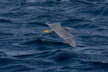 Pacific Reef Heron 城ヶ島 Sat, 3/11/2017