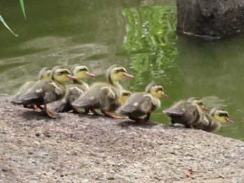 カルガモ 千葉県立行田公園 2021年5月28日(金)