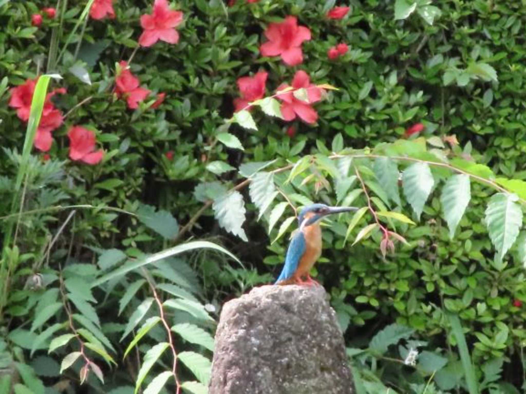 千葉県立行田公園 カワセミの写真