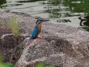 カワセミ 千葉県立行田公園 2021年5月28日(金)