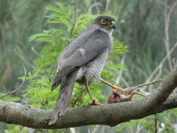 Japanese Sparrowhawk(iwasakii) Yoron Island Fri, 5/28/2021